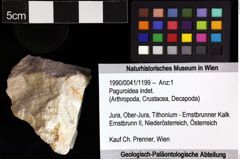 Foto (Objket + Etiketten) von Paguroidea indet. 